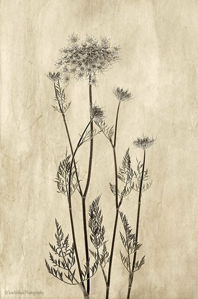 Photography of a queen anne's lace in sepia.