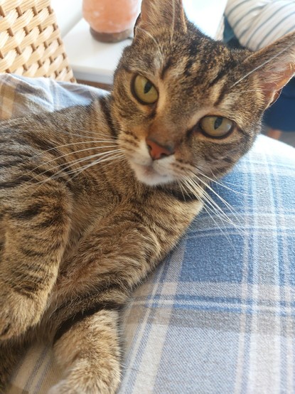 Close up of Emmy, a tabby cat, staring at the camera.