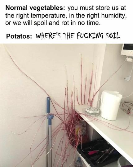 a bag of potatoes growing many pink shoots that reach in all directions, tentacle-style. The image text reads as follows: "Normal vegetables: you must store us at the right temperature, in the right humidity, or we will spoil and rot in no time. Potatoes: Where's the fucking soil"
