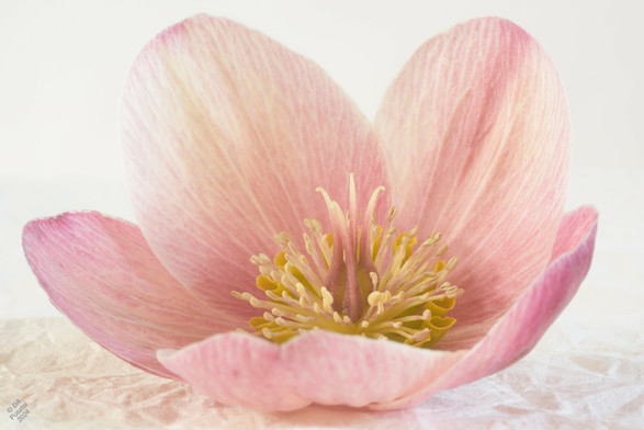 On a background of crinkled soft paper, a single flower with pink washed petals and pistils, and light gold stamens.