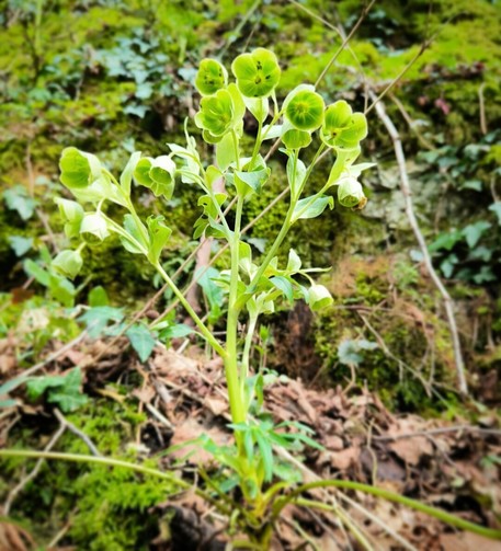 green flowers