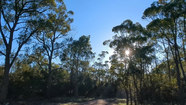 Tall gum trees with rising morning sun shining through their canopies