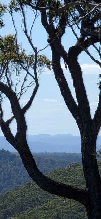 Distinct highland peaks in a landscape far back seen through eucalypt branches in the front