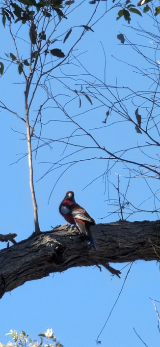 An Eastern Rosella singing at me in the morning (or swearing who knows )