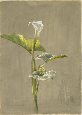 An American Pre-Raphaelite painting. A simple depiction of a calla lily against a beige background. It is very detailed, almost a scientific illustration, but delicately presented.