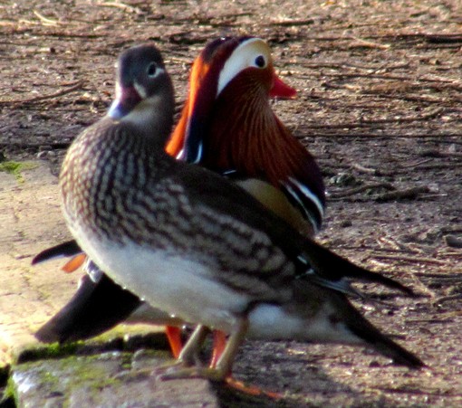 male and female mandarin duck pair looking in opposite directions