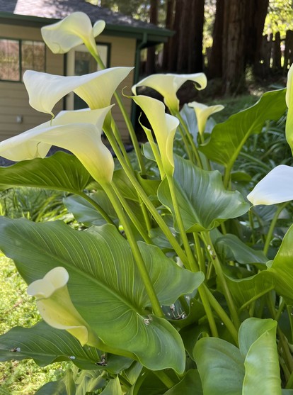 Six or seven Calla Lilies in bloom with vibrant green foliage. Redwoods in the background