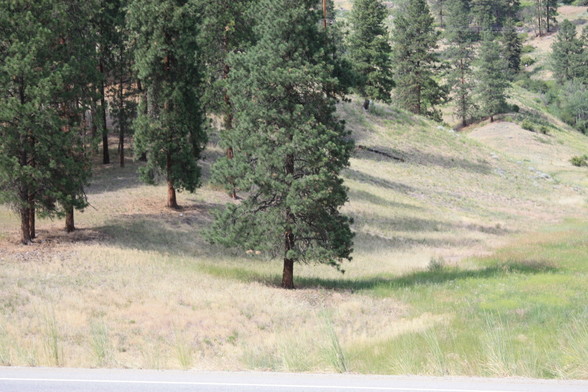 A smooth grassy meadowland with scattered trees growing over it, their long shadows falling to the east.