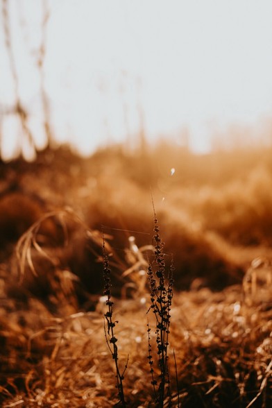 A silk strewn decaying plant that is being bathed in golden sunlight.