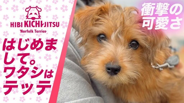 愛犬キチ と ノーフォークテリア仔犬「テッテ」【 norfolkterrier   puppy dog 練馬城址公園  】