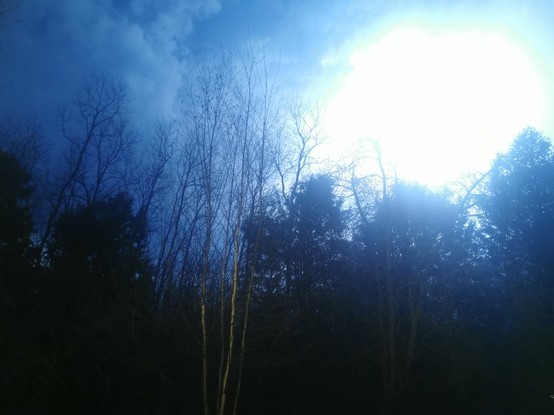 a bunch of dark trees at night, with a bright blue electrical flash in the background. it lights up the clouds and sky with the same electric blue.