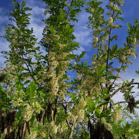 A photo looking upwards at a black locust tree that is blooming. It has many white clusters of flowers. The sky in the background is partly cloudy, bright, and blue in the late afternoon sun.They have a terrific sweet smell and the insects and hummingbirds love them for their nectar.