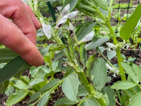 Photograph of a plant with white flowers and 2"-long green pods developing on the stem.