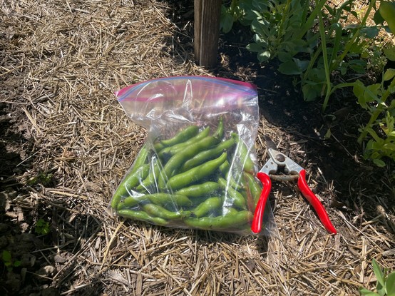 Photograph of a clear plastic bag filled with long, glossy pods of a legume, all next to a pair of red pruners.