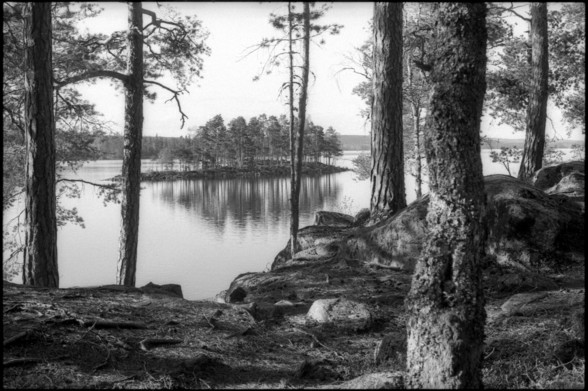 A black and white photograph of a large lake, taken a small portion in from the shore between the large pine trees. A small island can be seen, and in the distance, there is forest-clad mountains as far as the eye can see. The sun is low, and cases shadows on the stems of the trees. The lake is still and casts reflections.