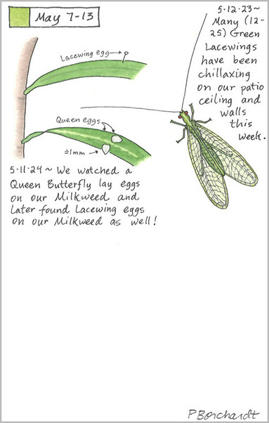 My 2024 Perpetual Journal watercolor and pen art of Queen Butterfly eggs & a Lacewing egg on Milkweed and my 2023 Perpetual Journal watercolor and pen art of a Green Lacewing