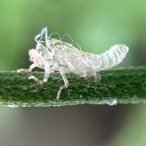 Clear exoskeleton called an exuvia clinging to a plant stem. Its shape is clearly of the lacewing of the previous photo.