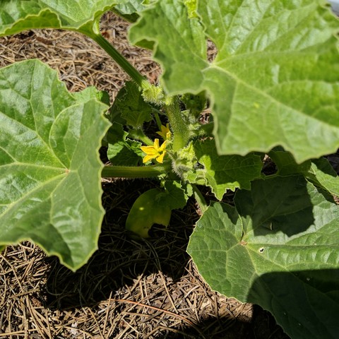 The first blossom on the Minnesota midget mini musk melons in the raised bed. It is a small yellow flower.