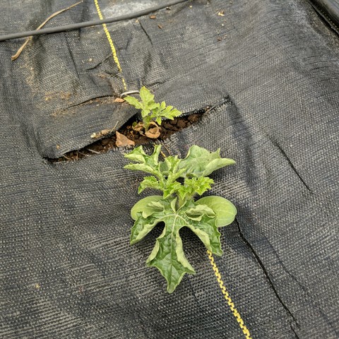 A Sugar Baby Watermelon planted next to an existing smaller watermelon plant. It is from seeds started indoors on May 27. The smaller plant was started indoors on May 6 and put in the ground on May 20. Cool weather and maybe cut worm damage is the cause of the failed growth.