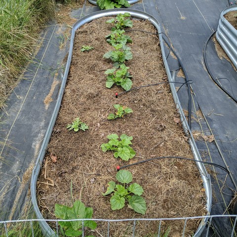 A raised bed with 7 Minnesota midget melon plants and on the left side two sugar baby watermelons planted today.