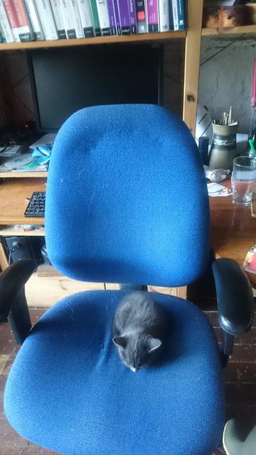 A small grey kitten sitting on a blue office chair.