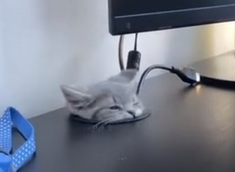 grey tabby kitten with smush face