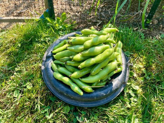 Heap of long, green, glossy pods that that swell at positions with beans.