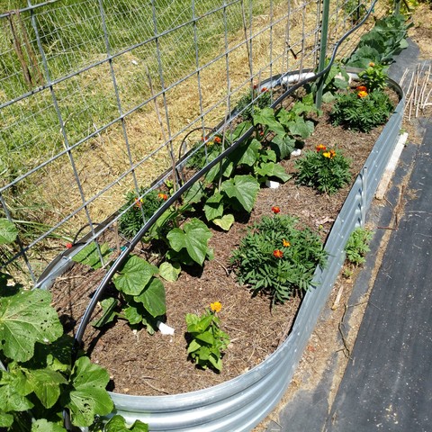 A 9x3x1 foot raised bed with cucumbers planted down the middle. There are marigolds, zinnias, and a melon plant around the edge. Some of the cucumbers have reached the height of the 10-line cattle panel trellis.The marigolds and zinnas all have flowers on them. There is a poly irrigation line on the bottom wire of the trellis with several sprinklers attached but only two inverted rotating ones used in the current setup.