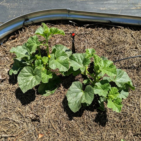 Two Minnesota Midget melon plants in a 9x3x1 foot raised bed. These are a small musk melon plant that falls off the vine when it is ripe and ready to eat. The vines have started spreading and blooming. There is a single rotating 'g' type sprinkler beyond and between the two plants.