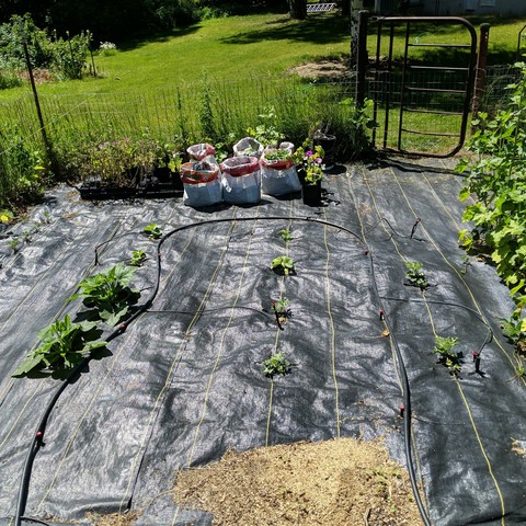 A photo of the area where 4 sugar baby watermelon and 4 green flesh honeydew melons are planted along with 2 acorn winter squash plants. Beyond them are 6 bags growing potatoes but 2 of the bags haven't shown anything yet. There is a small pile of pine shavings near the bottom of the photo and some hollyhocks on the right. The end of the row of strawberries is on the left. Beyond the garden fence there is lawn and the various berries in the upper right.