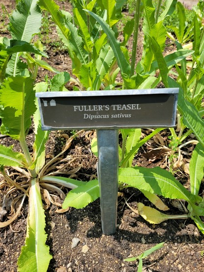 A sign noting Fuller's Teasel (Dipsacus sativus) an apothecary and household plant