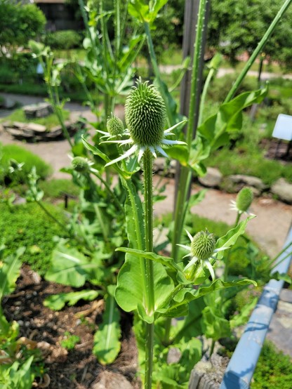 Fuller's Teasel