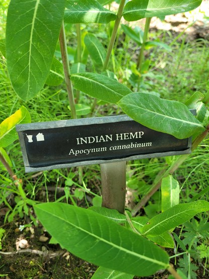 A sign indicating Indian Hemp (Apocynum cannabinum) A household and apothecary herb