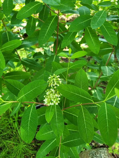 Indian Hemp