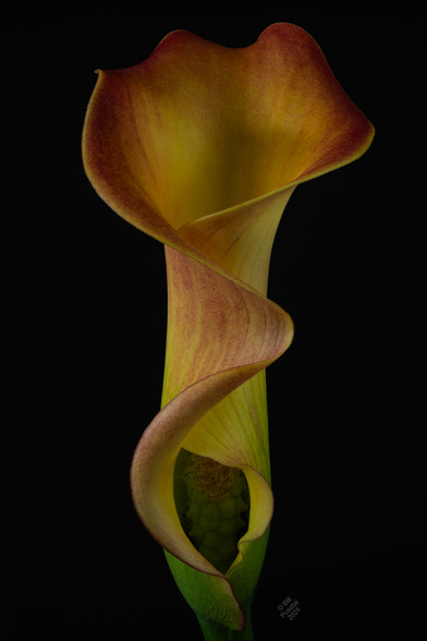 On a black BG, a single inflorescence, spadix and spathe. The spadix is barely visible, green fruit and some active flowers looking like yellow fuzz. The spathe is much larger and smooth, making sinuous lines; it's also deeply coloured, yellow with green at the base and red and the edge.