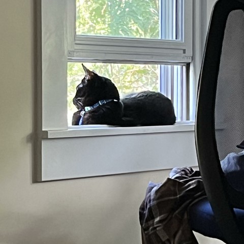 a b lack cat lays in an open, screened-in window, looking out
