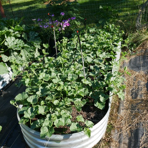 A 9x3x1 foot raised metal garden bed. It has Minnesota midget melons planted which are a small musk melon. There are also a couple of sugar baby watermelons. Beyond it is a striped volunteer petunia, to the left is a bed with zucchini and summer squash.