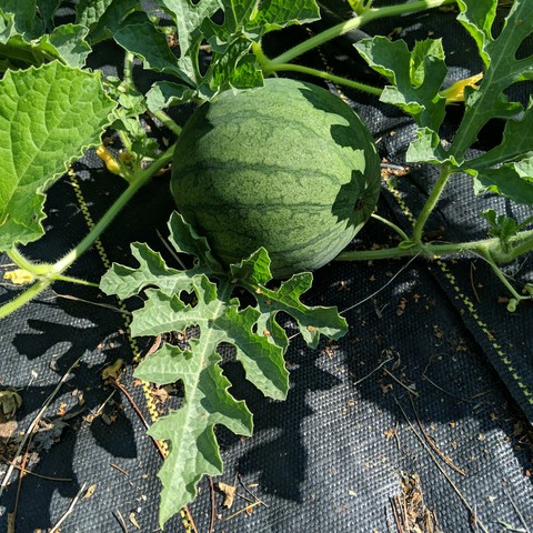 A cropped photo of a small round watermelon on the vine. it is slightly striped and generally a darker green.