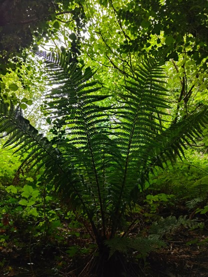 Images of a very mossy forest walk, this Monday morning, near Barmouth, Wales. Includes forest floor, dry stone wall, stream/river, and dog. Largely undisturbed nature being quite beautiful.
