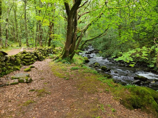 Images of a very mossy forest walk, this Monday morning, near Barmouth, Wales. Includes forest floor, dry stone wall, stream/river, and dog. Largely undisturbed nature being quite beautiful.