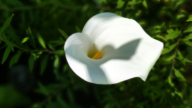 A 16x9 landscape image showing a close-up of a white calla lily highlighted against a dappled green background of the leaves.