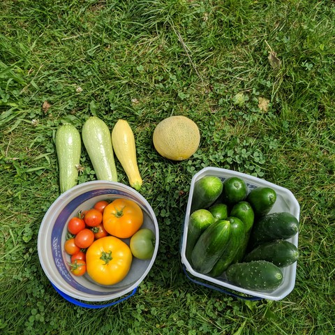 Garden vegetables and fruit in plastic containers and set on the lawn. There are tomatoes in a bucket, 2 zucchini, 1 summer squash, 1 small musk melon, and a pail full of green cucumbers.