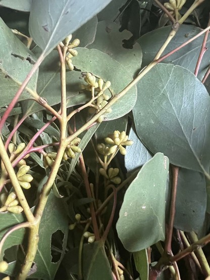 Bimblebox tree leaves