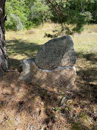Photo of the runestone fragment U 1181. It’s been split in two and been mended. Large parts are missing. To the left in the image is part of a tree. Above the stone hangs a tree branches with pine needles.