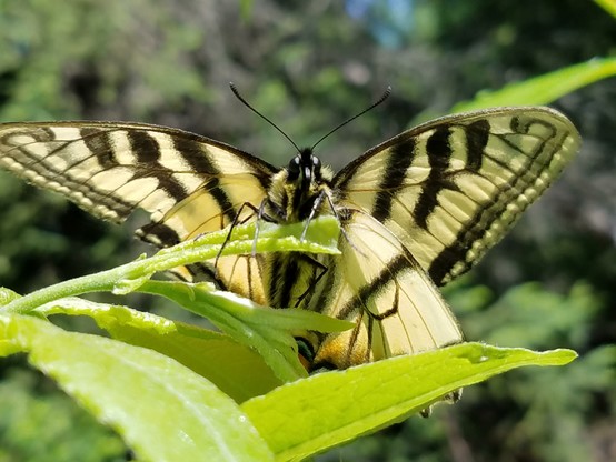 A yellow butterfly with black stripes perches on a a green leaf.