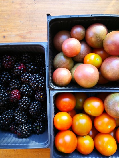 Tomaten frisch geerntet