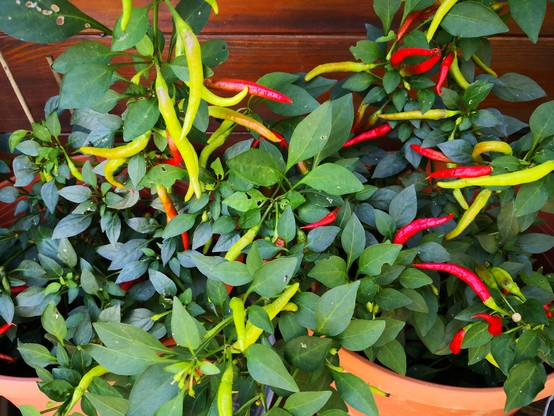 Chili Stauden