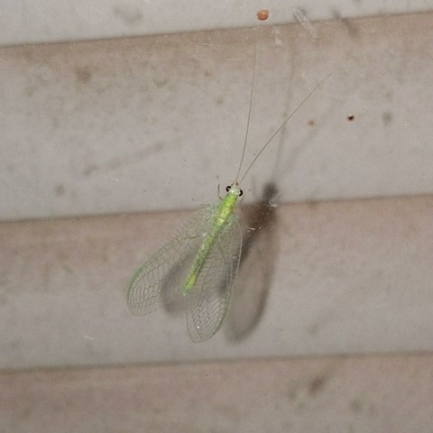 A lacewing insect on a window at night that is illuminated by the phone camera light. It is green with bug eyes and green laced wings and long antennae.