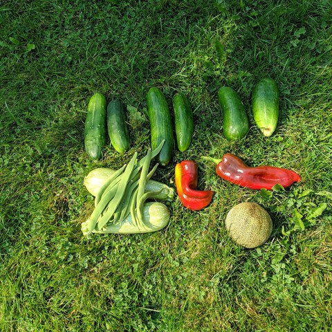 Fruits and vegetables on the lawn, in a photo that was about take 5 because things kept getting added to it and the shadow progressed creating poor lighting. There are cucumbers, squash, peppers, green beans, and a melon that is called a Minnesota Midget which is a small melon similar to a cantaloupe of the *usk melon family. It didn't taste good and a broody hen that was removed from her fake eggs this morning got to eat it.
