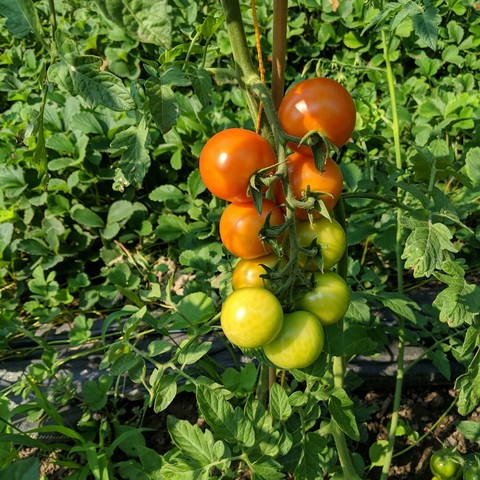On the vine tomatoes. There are 9 tomatoes ranging from an almost ripe red to green on the tip of the cluster. The largest is about 45mm in diameter.